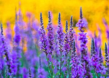 拳头5v5射击游戏《Valorant》主机版正在开发中